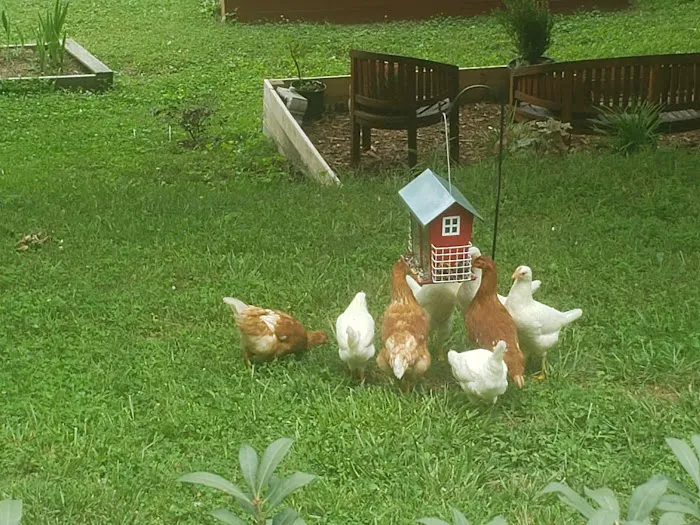 Conleys Creek Campground Picture 9