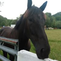 Riverside Motel & Campground ico