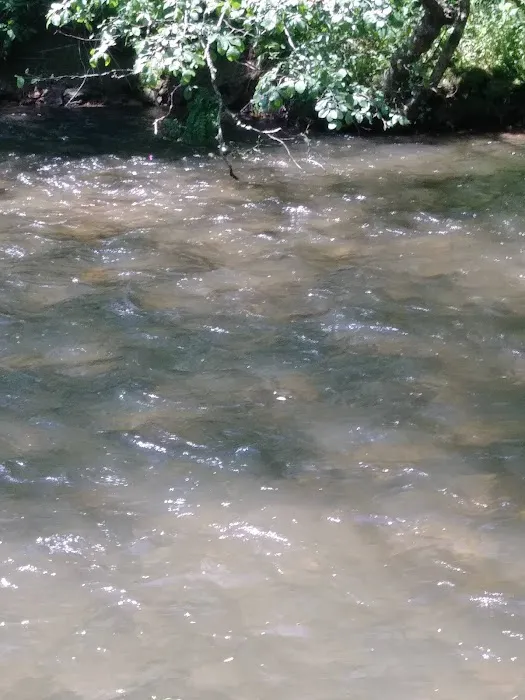 Riverside Motel & Campground Picture 16