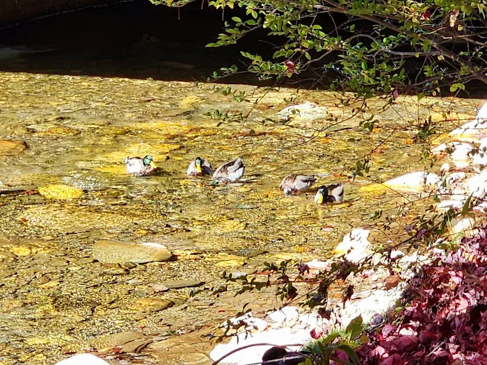 Hillbilly Campground Picture 7