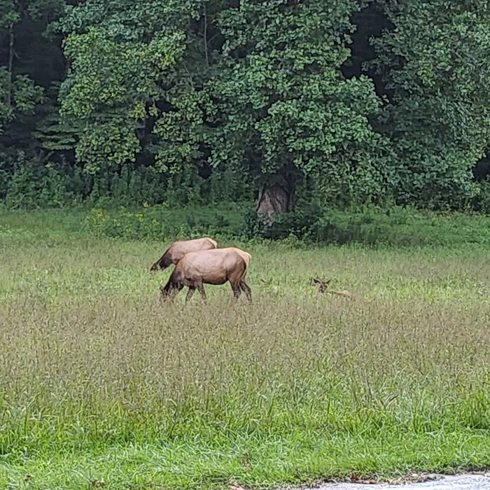 Mile High Campground Tent Site Picture 9