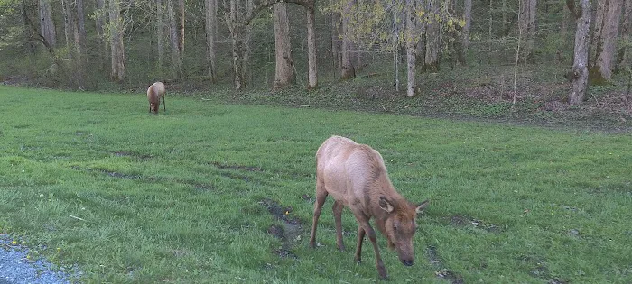 Mile High Campground Tent Site Picture 7