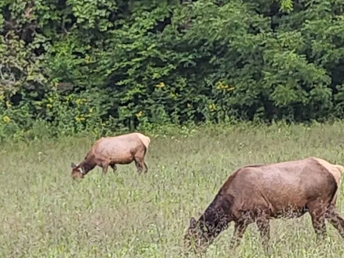 Mile High Campground Tent Site Picture 8