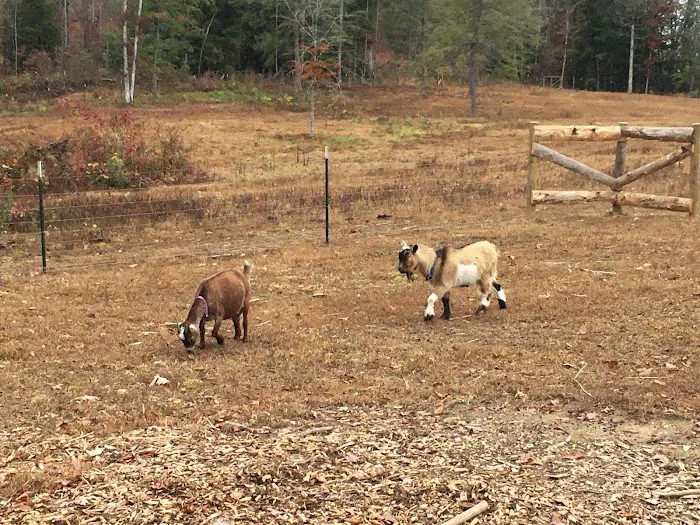 Old Glory Getaway Cabin at Indian Creek Hollow Picture 8