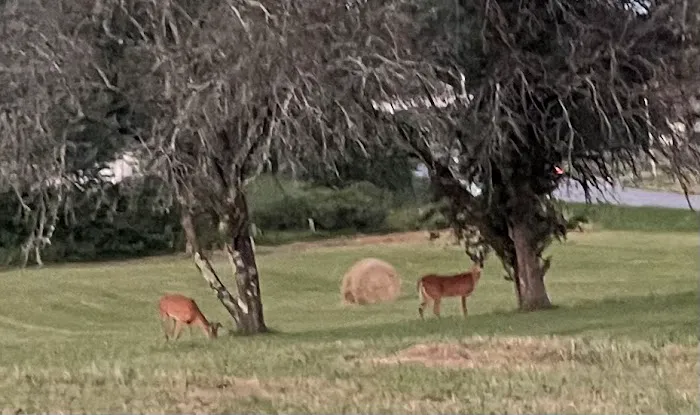 Out to Pasture RV Campground Picture 7