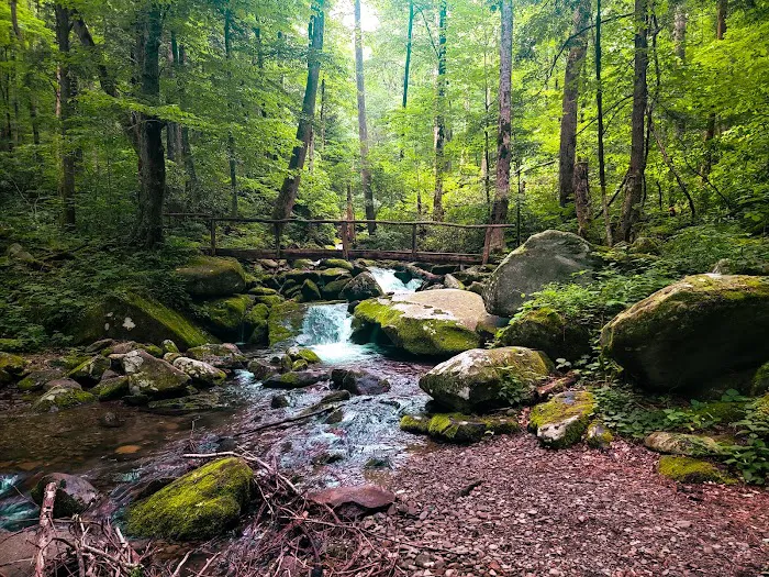 Cosby Campground Picture 3