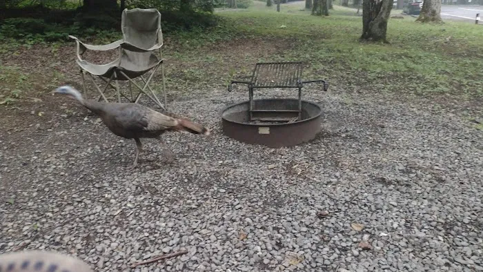 Cosby Campground Picture 7