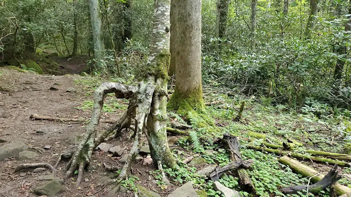 Cosby Campground Picture 9