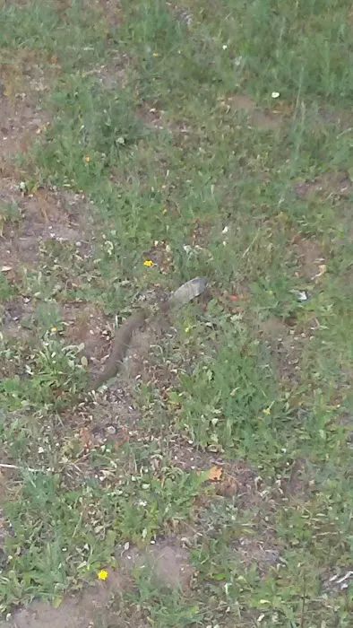 Haymarsh State Game Area Campground Picture 5