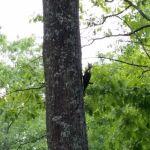 Dodge City Campground LLC