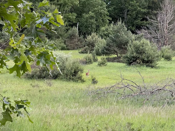Countryside Campground and Cabins Picture 8