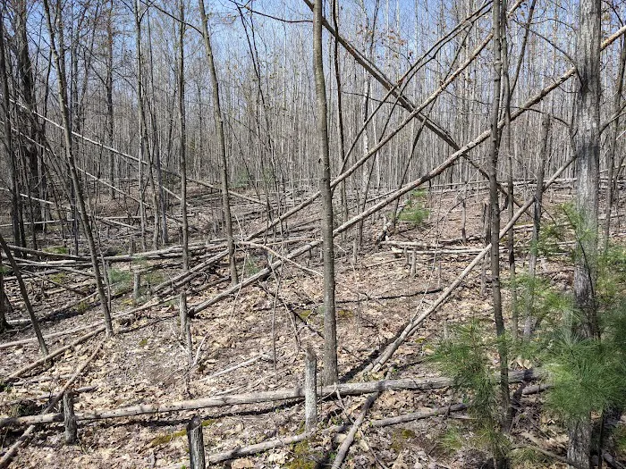 Mud Lake State Forest Campground Picture 2