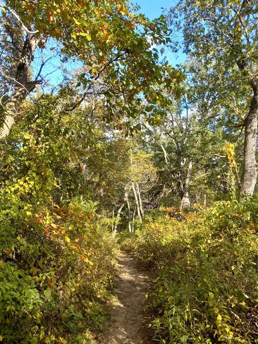 Central Avenue Walk-in Campsites Picture 8
