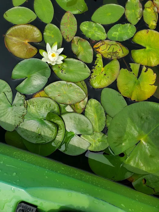 Brush Lake Campground Picture 7