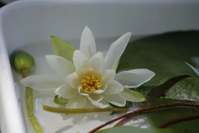 Diamond Lake County Park Picture 7