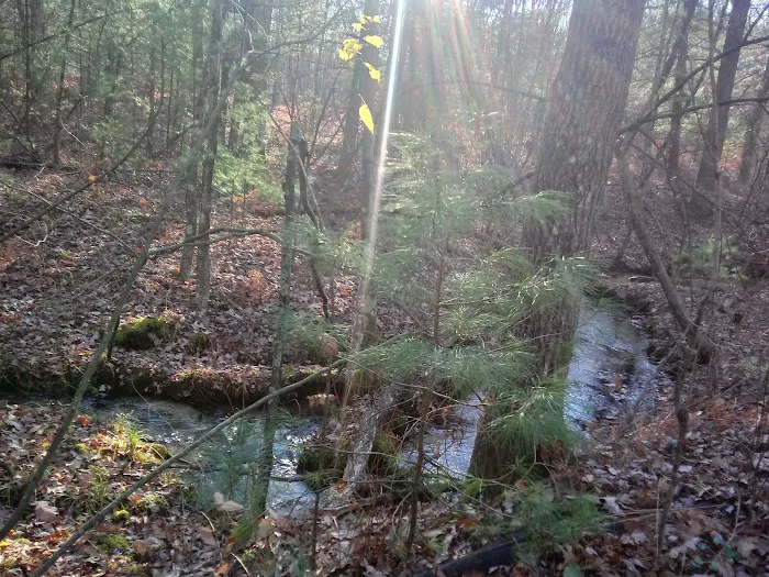 Minnie Pond Campground Picture 4