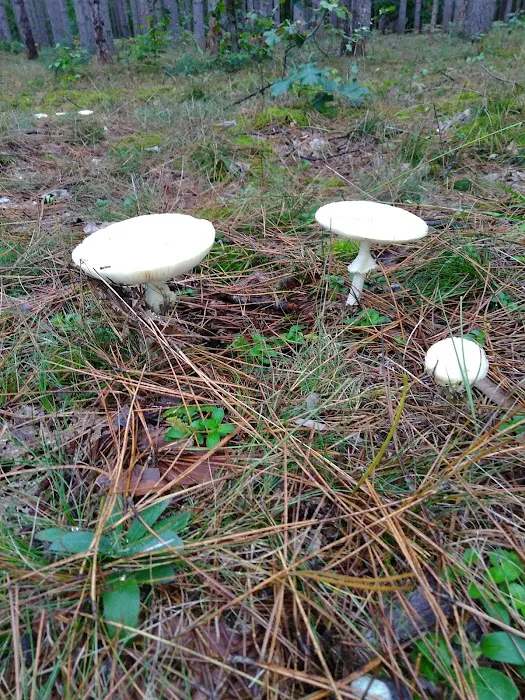 Minnie Pond Campground Picture 9