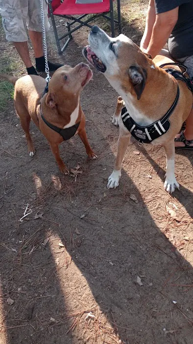 Minnie Pond Campground Picture 8