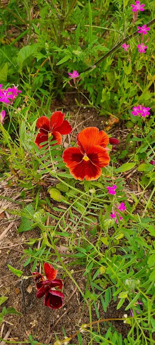 Oak Meadows Picture 6