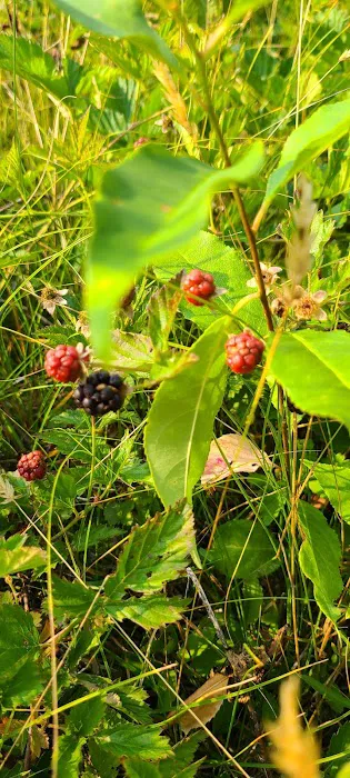 Oak Meadows Picture 10