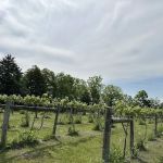 Fallen oak campground and vineyard llc