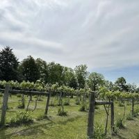 Fallen oak campground and vineyard llc ico