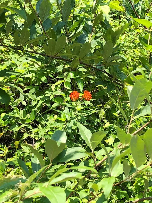 Firefly Hills Picture 2