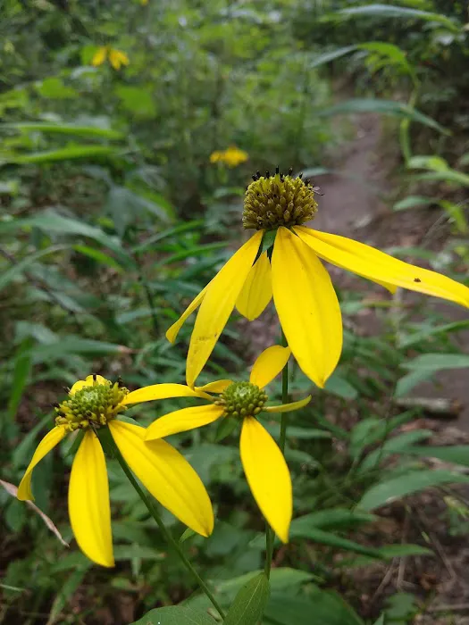 Bee Rock / Rockcastle Rapids Trail Head Picture 10