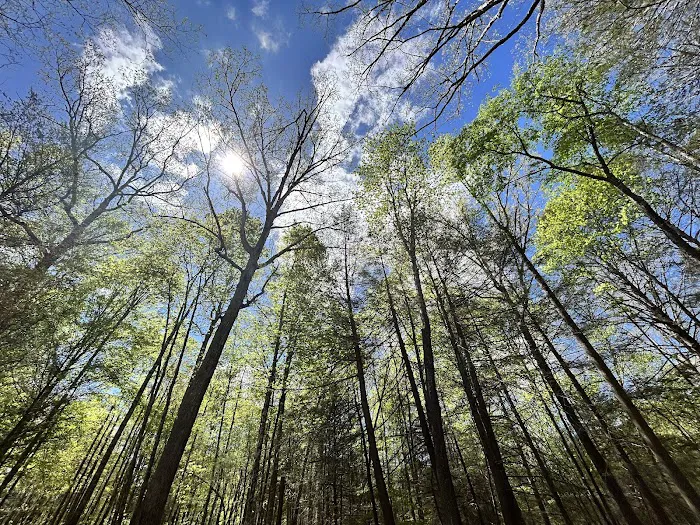 Holly Bay Campground Picture 10