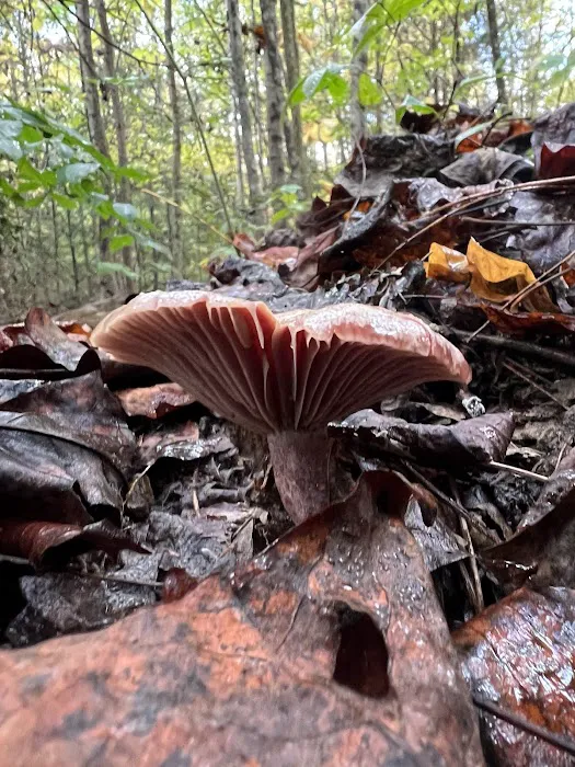 Boone Valley Camping Picture 7