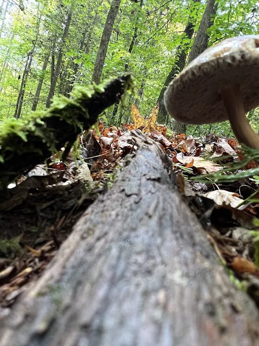 Boone Valley Camping Picture 10