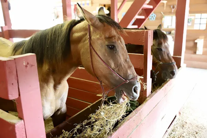 Double J Stables and Campgrounds Picture 6