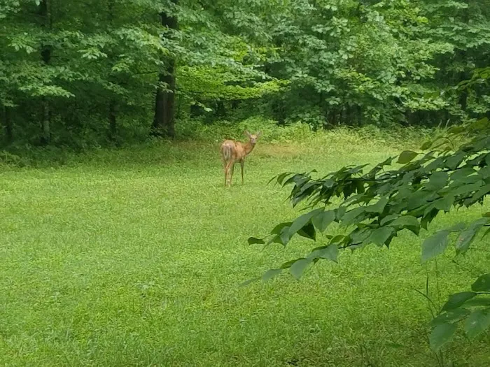 Mammoth Cave Campground Picture 4