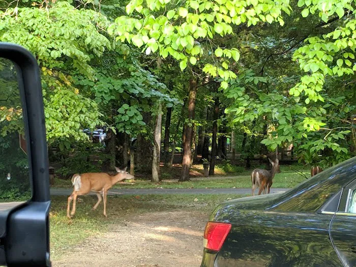 Mammoth Cave Campground Picture 8