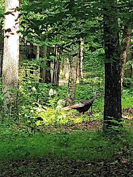 Mammoth Cave Campground Picture 10