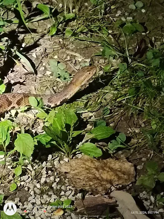 Maple Springs Group Campground Picture 8