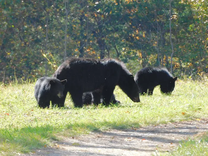 Backcountry Campsite #39 Picture 1