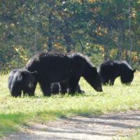 Backcountry Campsite #39 ico