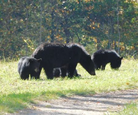 Backcountry Campsite #39