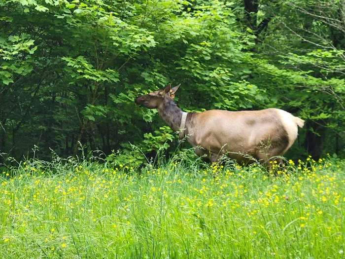 Balsam Mountain Campground Picture 6