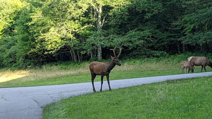 Balsam Mountain Campground Picture 5