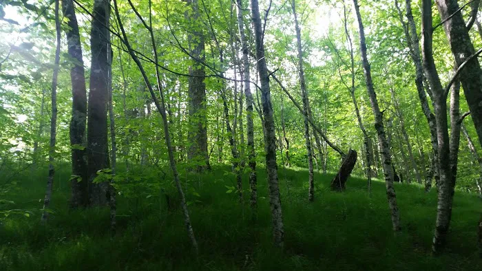 Balsam Mountain Campground Picture 7