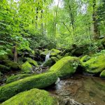 Backcountry Campsite #34