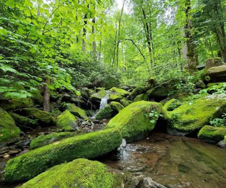 Backcountry Campsite #34