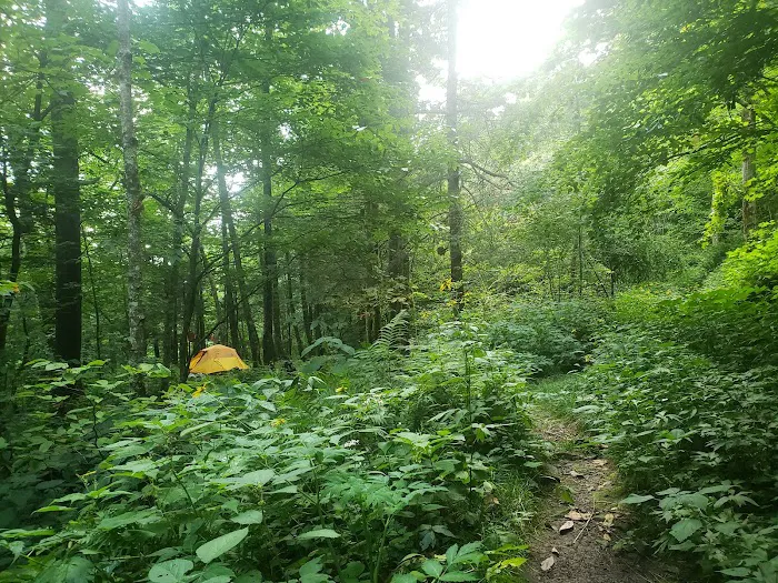 Backcountry Campsite #29 Picture 3