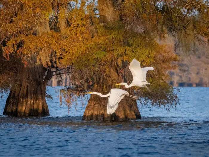 Bells Marina Campground Picture 6