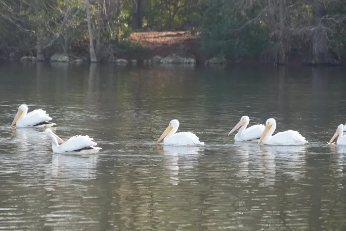 Bells Marina Campground Picture 5