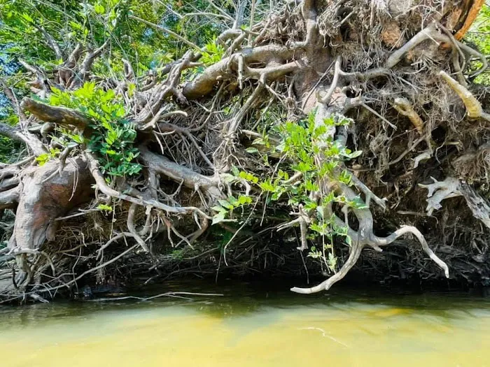 Taylor's Landing and Campground Picture 8