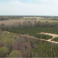 Whitetail Hollow ico