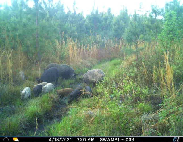 Whitetail Hollow Picture 5